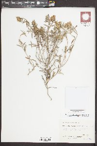 Teucrium montanum image