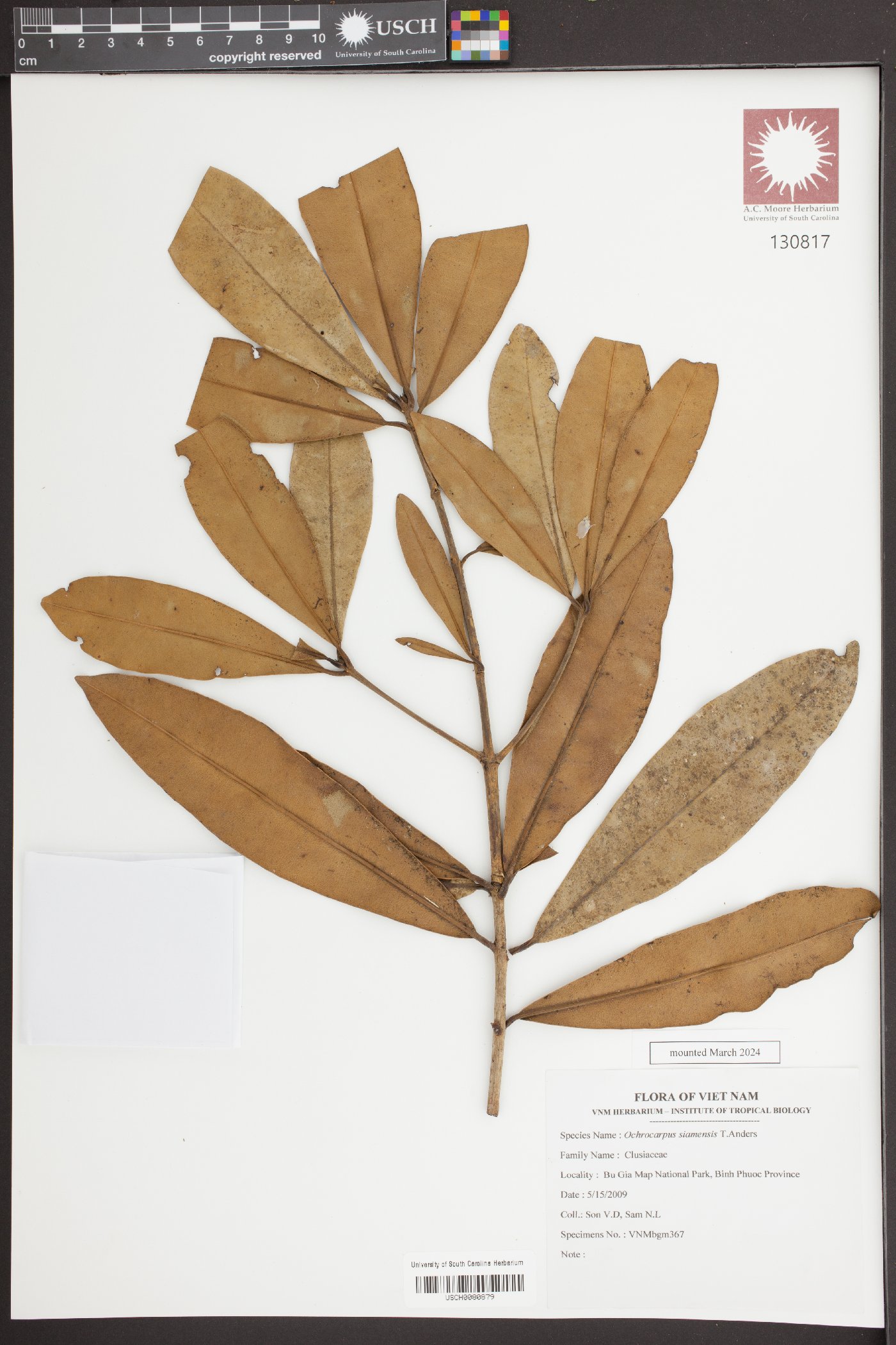 Ochrocarpos siamensis image