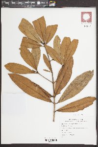 Media resource of Ochrocarpos siamensis