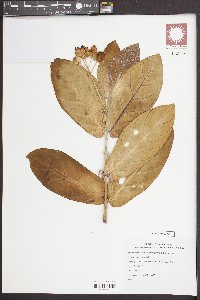 Calotropis gigantea image