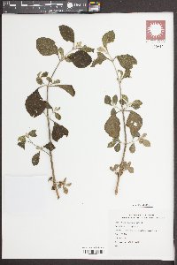 Boerhavia diffusa image