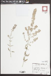 Perovskia atriplicifolia image