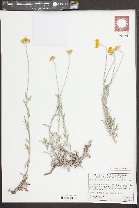 Eriophyllum lanatum image