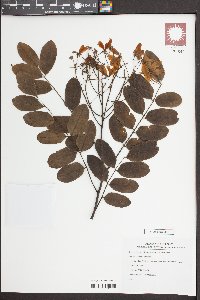 Cassia javanica image