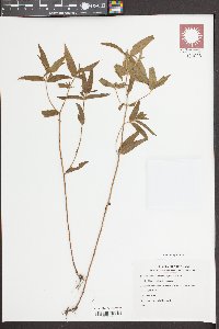 Osbeckia nepalensis image