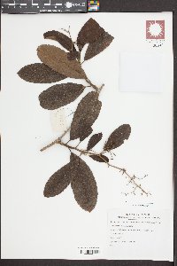 Tetracera sarmentosa image
