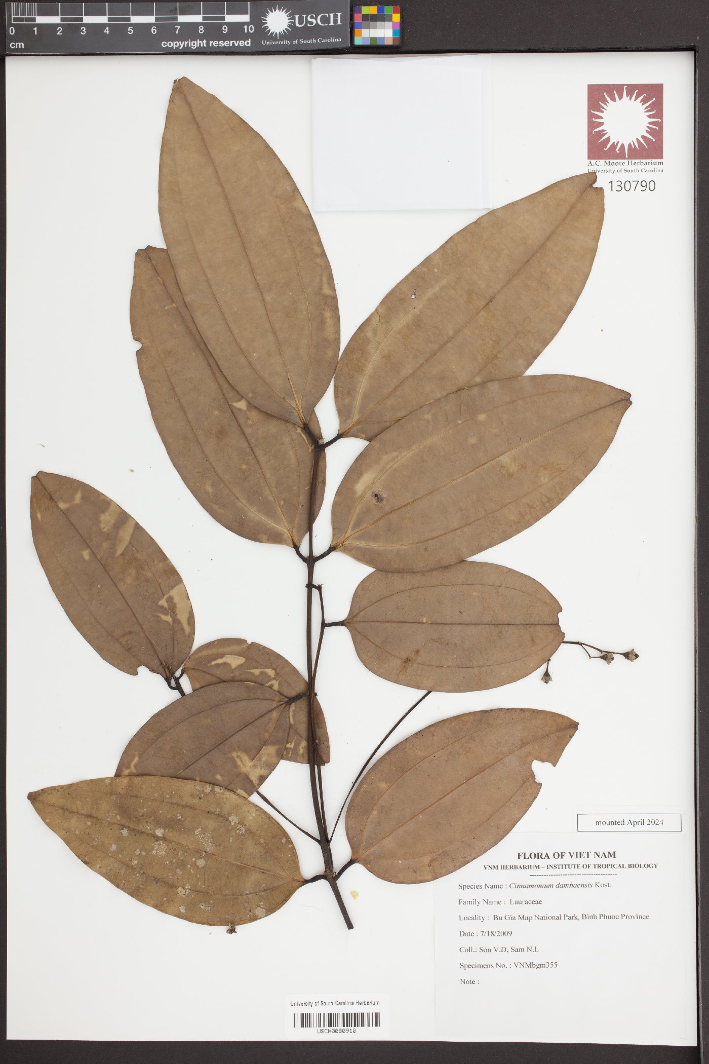 Cinnamomum damhaensis image