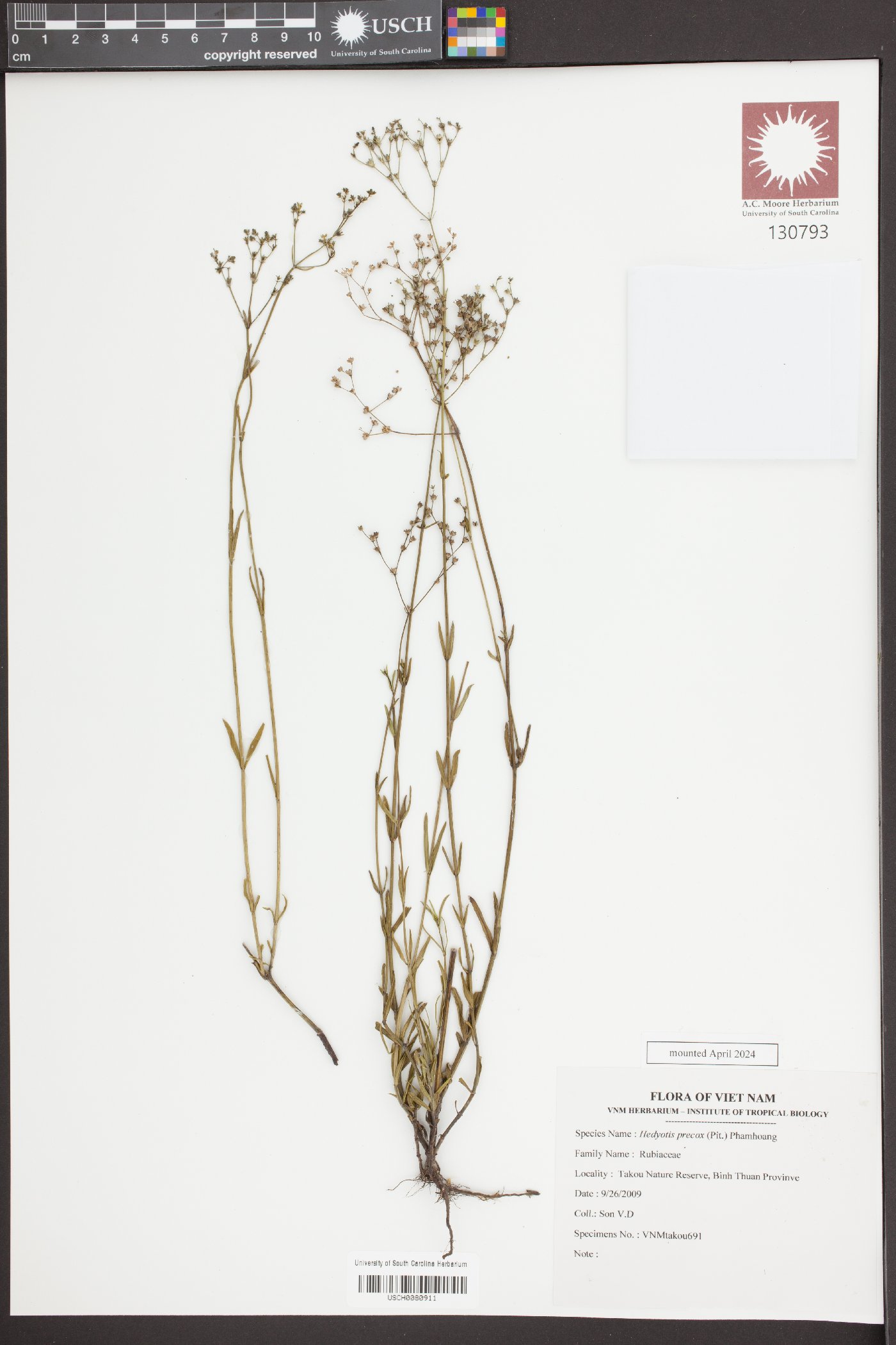 Hedyotis scoparia image