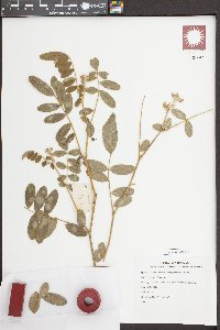 Tephrosia noctiflora image