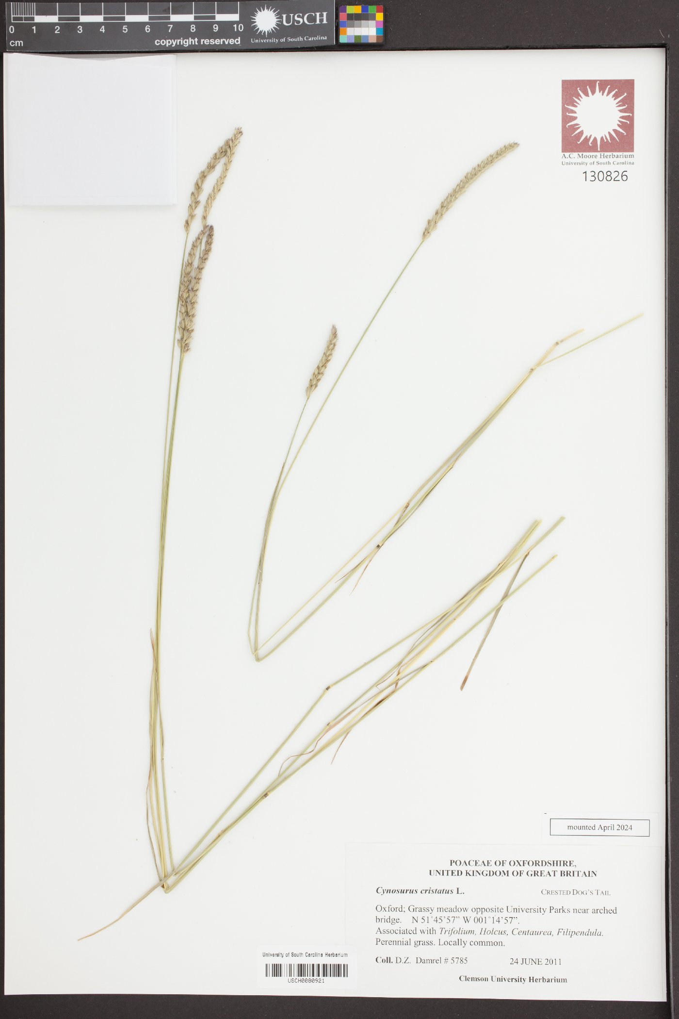 Cynosurus cristatus image