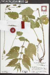 Lamium galeobdolon image