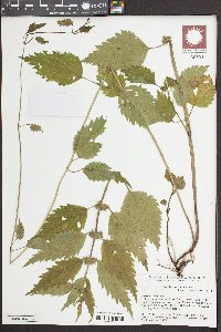 Lamium galeobdolon image