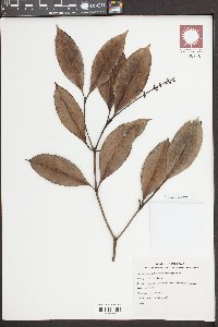 Psychotria adenophylla image