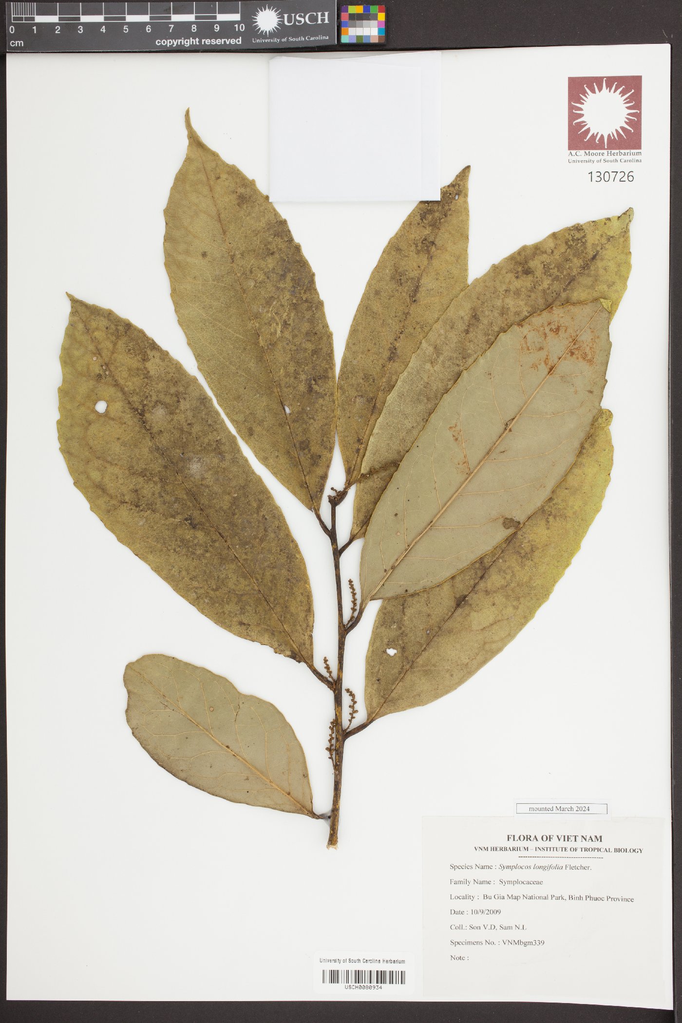 Symplocos longifolia image