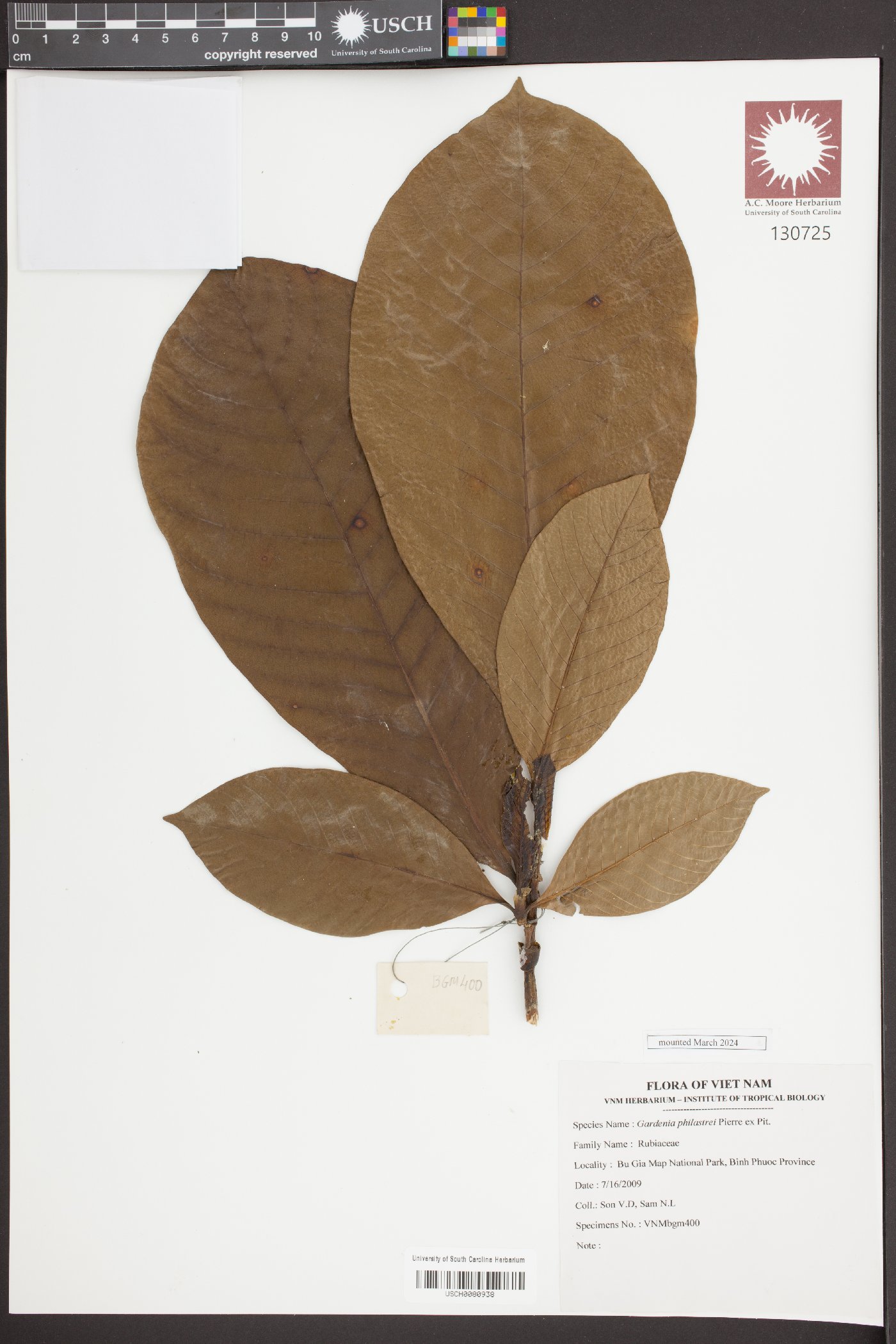 Gardenia philastrei image