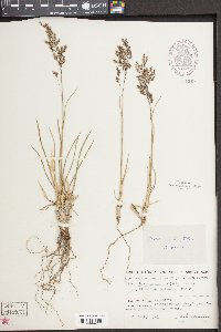 Deschampsia cespitosa subsp. cespitosa image