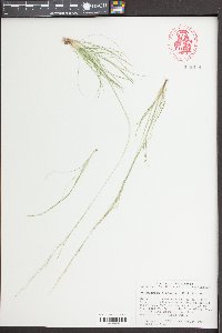 Deschampsia elongata image