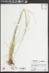 Deschampsia elongata image