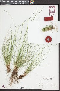 Deschampsia elongata image