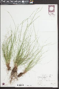 Deschampsia elongata image