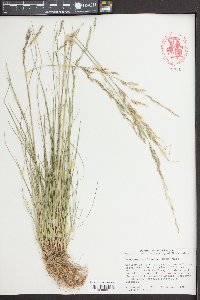 Deschampsia elongata image