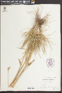 Deschampsia holciformis image