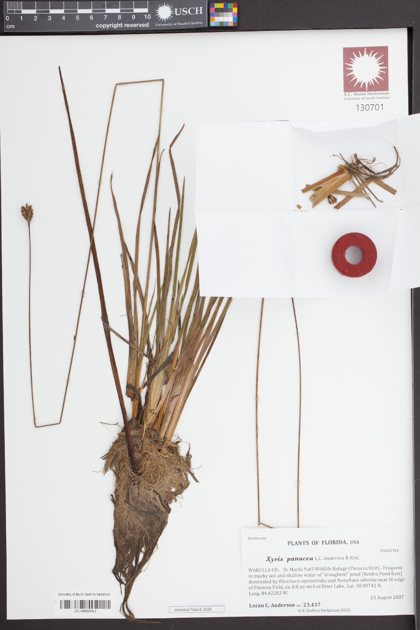 Xyris panacea image