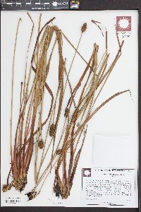 Xyris ambigua image
