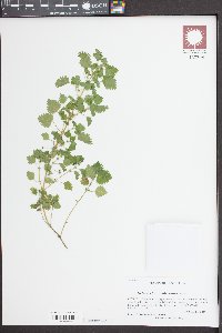 Urtica chamaedryoides image