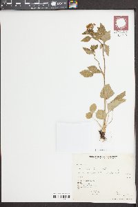 Zizia aptera image