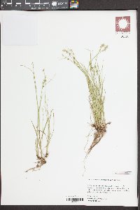 Carex socialis image