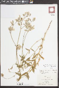 Silene vulgaris image