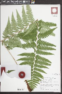 Dryopteris ludoviciana image