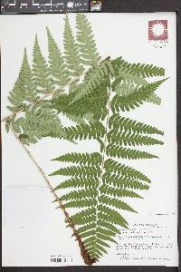 Dryopteris ludoviciana image