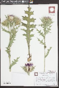 Cirsium horridulum image