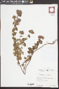 Origanum vulgare image