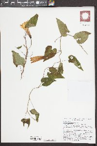 Ipomoea pandurata image