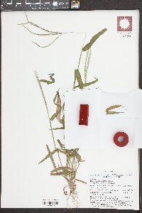 Digitaria ciliaris image