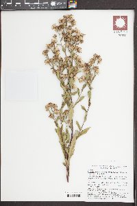 Symphyotrichum elliotii image