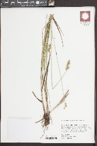 Carex festucacea image