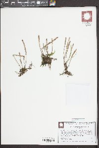 Plantago heterophylla image