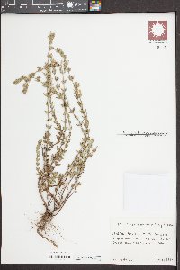 Image of Micromeria nervosa