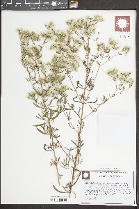 Eupatorium hyssopifolium image