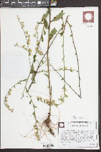 Solidago vaseyi image