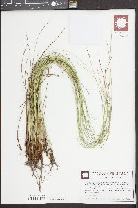 Juncus coriaceus image