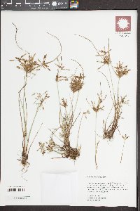 Cyperus bipartitus image