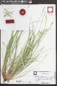 Carex seorsa image