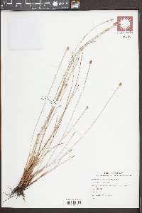 Eleocharis geniculata image