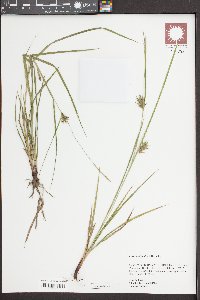 Carex louisianica image