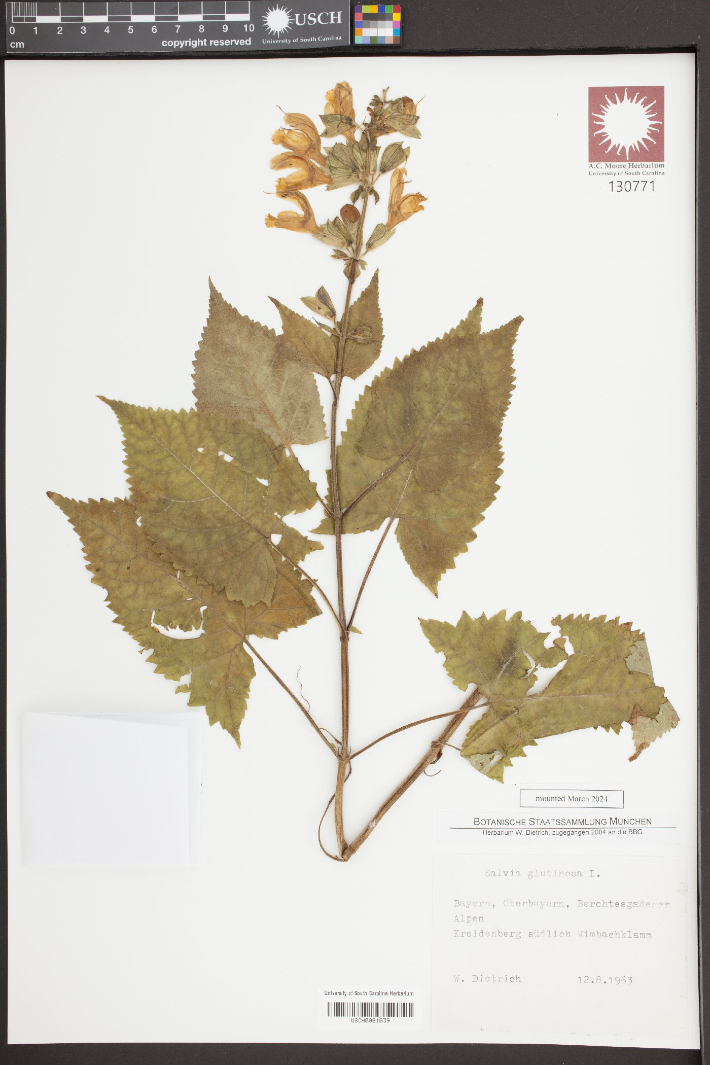 Salvia glutinosa image